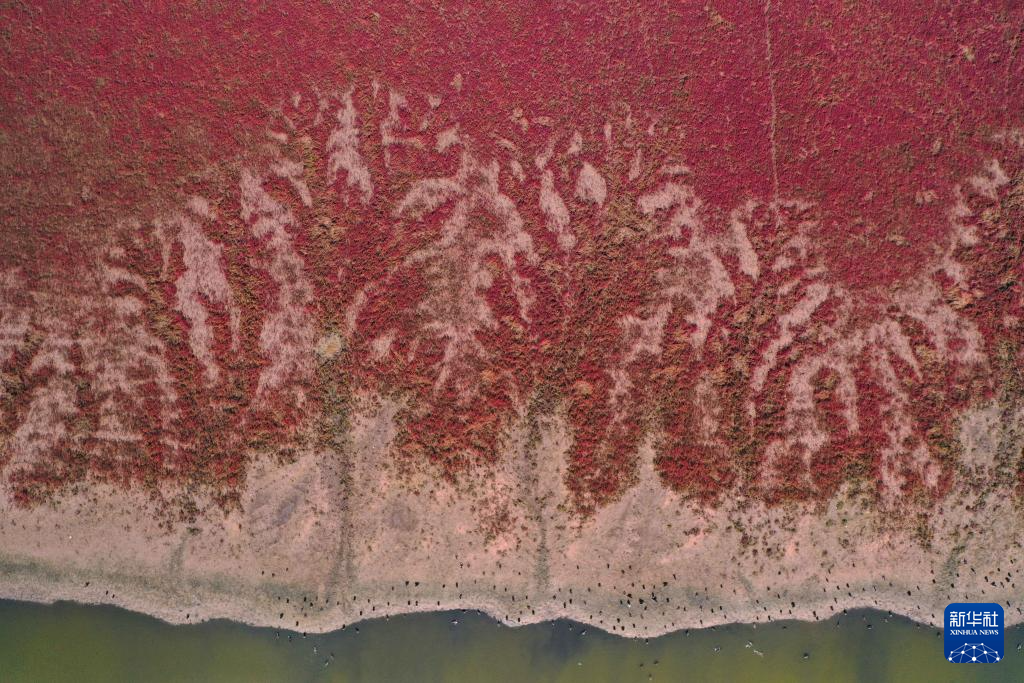 国道之行 海阔天空 | 江苏东台：湿地“红毯” 美景如画_新华网江苏频道