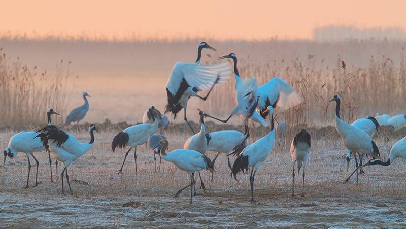 世界湿地日｜丹顶鹤，湿地中的美丽&ldquo;精灵&rdquo;