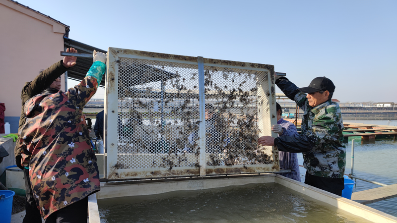 江苏高淳：&ldquo;水上春耕&rdquo;正当时 蟹苗迎来好销路