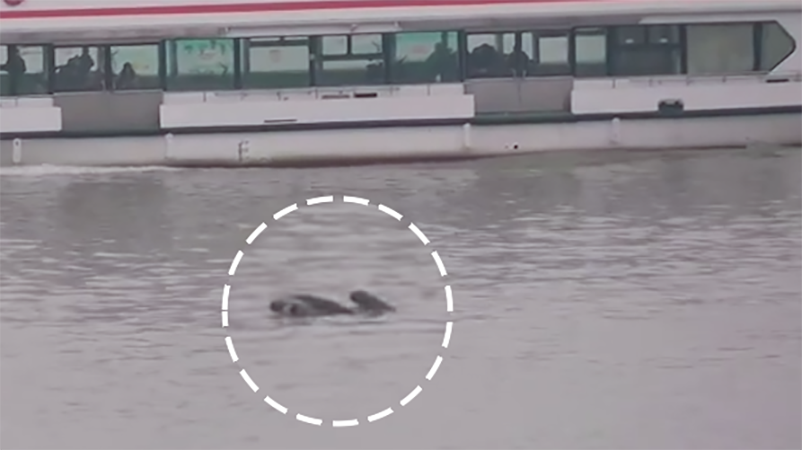 江阔凭&ldquo;豚&rdquo;跃！长江江豚跳跃与渡轮同游