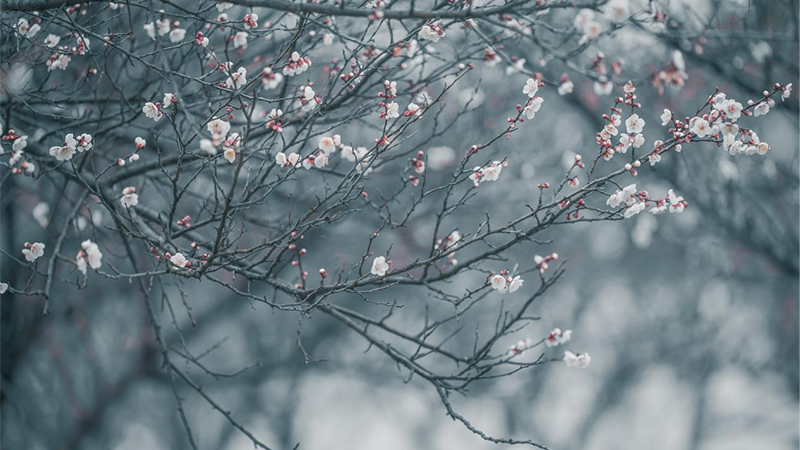 芳香浮动 遇见江南&ldquo;梅&rdquo;好