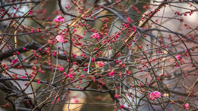 600岁&ldquo;梅王&rdquo;迎春绽放