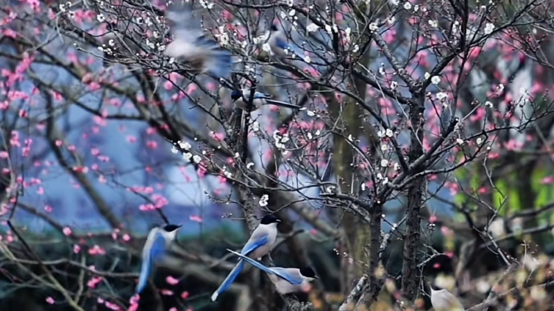 原来这就是&ldquo;喜上梅梢&rdquo;