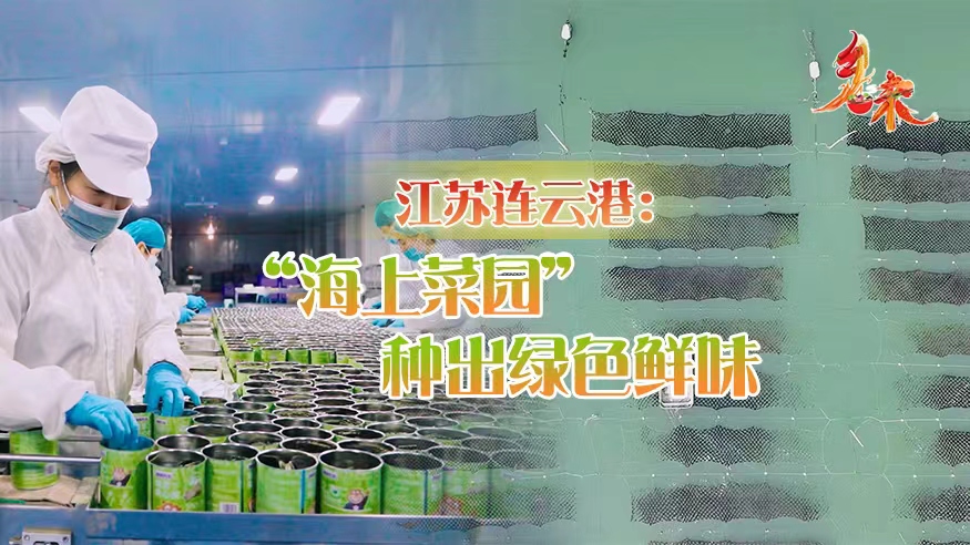 乡味｜江苏连云港：&ldquo;海上菜园&rdquo;种出绿色鲜味