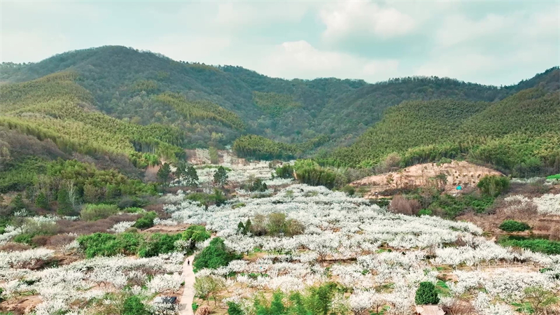 航拍漫山李花撒&ldquo;春雪&rdquo;