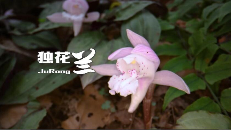 独花兰绽放！一起围观我国独有的野生植物
