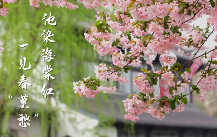 池染海棠红 一见春&ldquo;莫愁&rdquo;