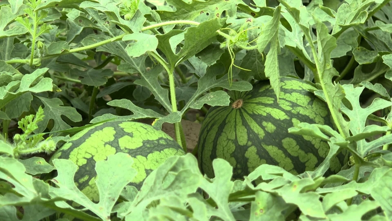 江苏东台：科技助力西瓜抢&ldquo;鲜&rdquo;上市