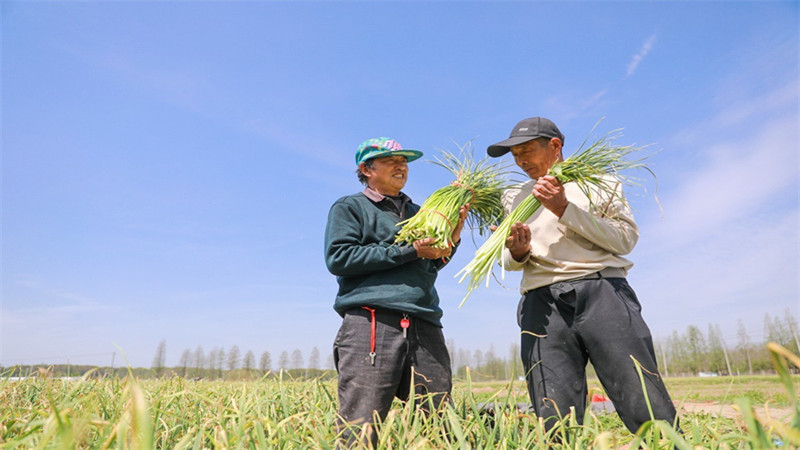 江苏句容：春来蒜薹喜丰收 &ldquo;蒜&rdquo;出致富好&ldquo;钱&rdquo;景