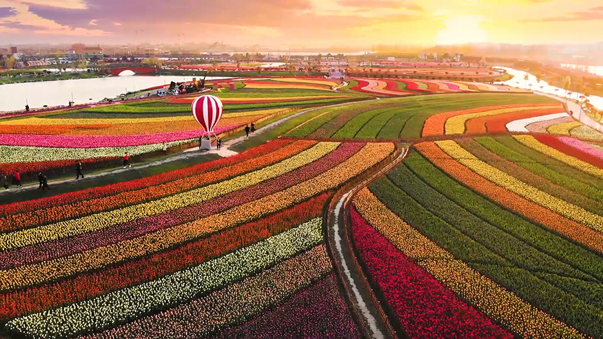 见花则喜 在大丰荷兰花海&ldquo;郁&rdquo;见春色