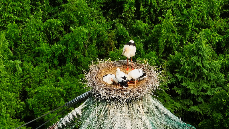 东方白鹳落户南京高淳繁殖后代