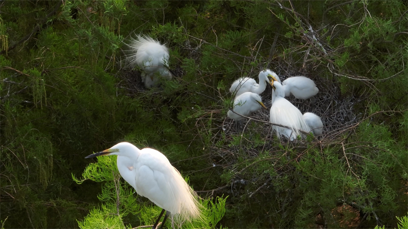乡村湿地生态美 鹭鸟翩跹&ldquo;度夏&rdquo;来