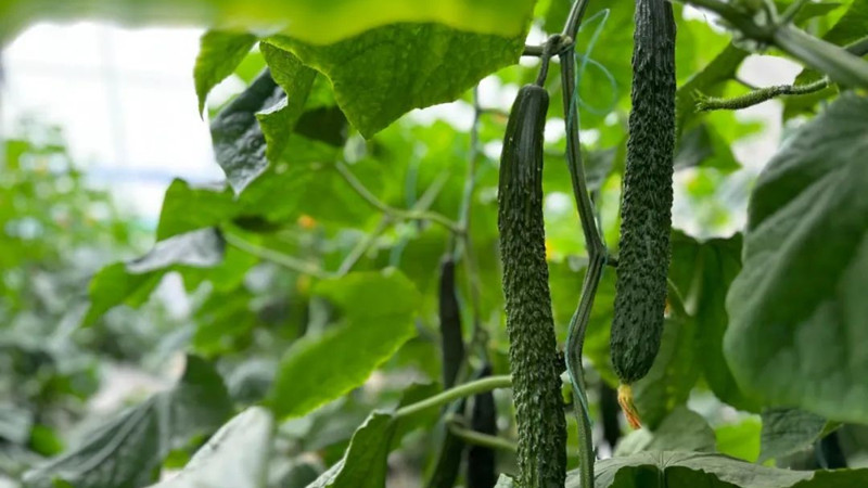 乡味|江苏淮安：黄瓜致富 领&ldquo;鲜&rdquo;一步