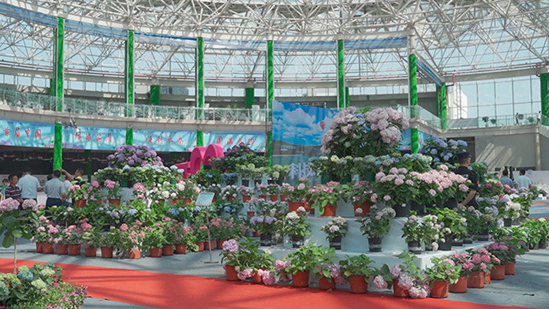 花团锦簇！一起来看绣球花海