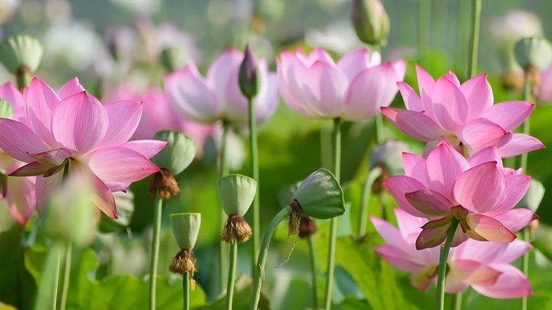 &ldquo;以荷为媒&rdquo;绽放&ldquo;金&rdquo;彩